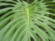 palm leaf closeup in hawaii jungle