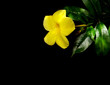 allamanda fond noir