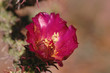Ripe Bud