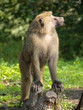 Monkey look