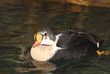 Eider Duck