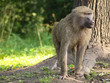 The monkey under a tree