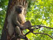 Relaxing monkey