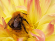 The bumblebee wishes to escape