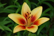 close-up of lily