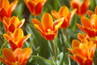 Tulip 004