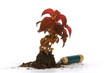 Spring planting