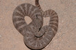Crotalus tigris