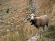 Le mouton
