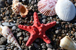 Starfish and cockleshells on seacoast