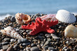 Starfish and cockleshells on seacoast