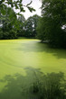 Landscape, 5