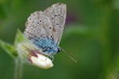 papillon papillon