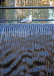 Seagull on a fountain Seagull on a fountain