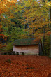 Forest ,1