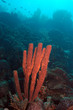 Tube sponges, Bonaire.