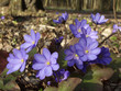 Bunch of round-lobed hepatica Bunch of round-lobed hepatica