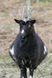 Wild Goat Wild Goat