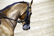 Golden horse of Turkmenistan 2