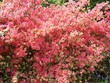 pink azalea pink azalea