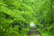 Forest road Forest road