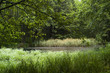 Small natural pond
