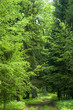 Forest road laeding into the old forest Forest road laeding into the old forest