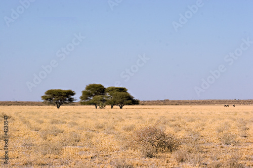 Central Kalahari Landscape