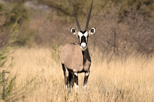 Gemsbok in Central Kalahari Gemsbok in Central Kalahari