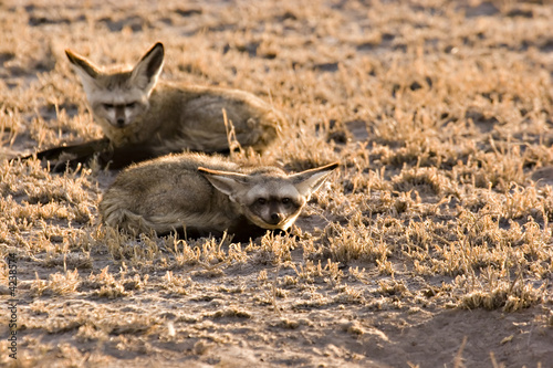 Bat-eared fox
