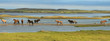 Chevaux islandais