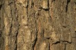 Photo: Pinus Hartwegii bark Pinus Hartwegii bark