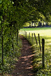 Chemin dans les bois Chemin dans les bois