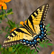 Tiger Swallowtail Butterfly