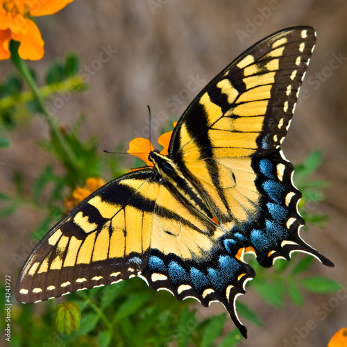 Tiger Swallowtail Butterfly, Swallowtail Butterfly, Tiger Swallowtail Butterflies, Butterfly Tiger Swallowtail