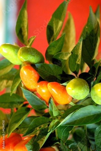 peperoncini peperoncini
