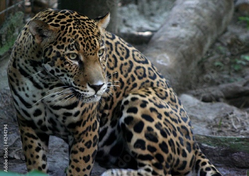 Photo: Jaguar Jaguar