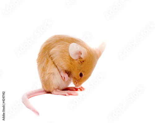 Small  rat.