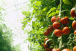 greenhouse tomatoes greenhouse tomatoes