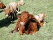 Ruminant de Salers