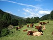 Vaches de Salers