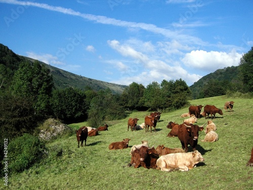 Vaches de Salers