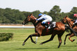 Photo: course de chevaux - horse racing course de chevaux - horse racing