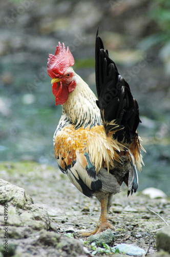 The cock xxiii
