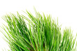 siberian cedar branch