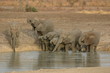 Troupeau d'elephant au point d'eau