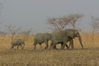 La famille éléphant