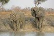 Elephants au bar ! 