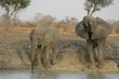 Elephant au bar ! 