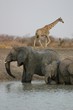 Elephant et girafe au point d'eau
